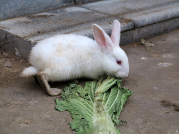 吃白菜的兔子
