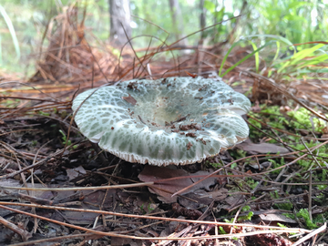 野生蘑菇