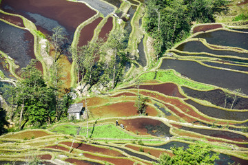 梯田