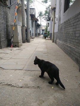 胡同流浪猫