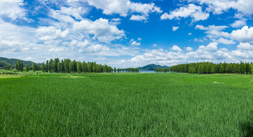 四明湖湿地