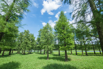 四明湖湿地