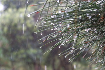 雨滴