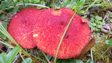 野生粘团子蘑菇