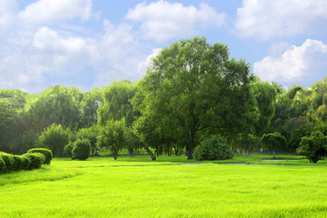 城市绿地