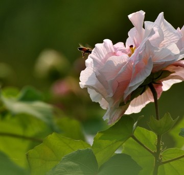 木芙蓉花