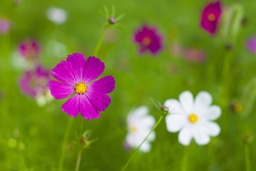 格桑花