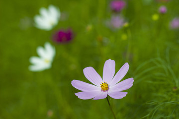 格桑花