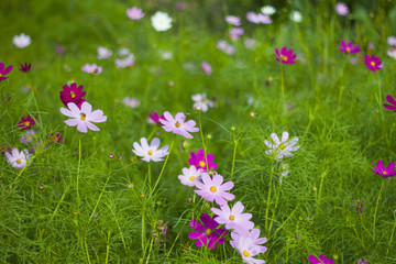 格桑花