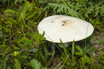 草原白蘑菇