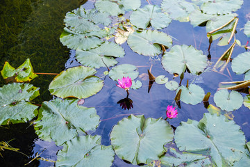 荔湾湖紫色睡莲