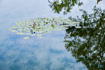 荔湾湖公园睡莲