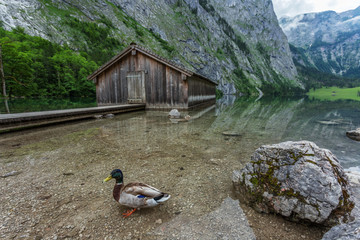 德国国王湖清澈湖水木屋