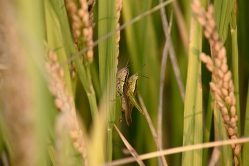 蝗虫交配