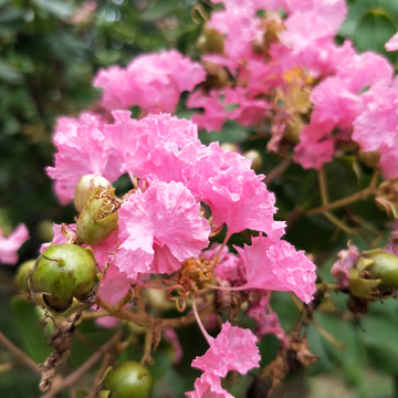 花开