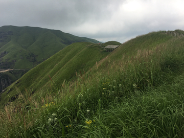 高山草甸