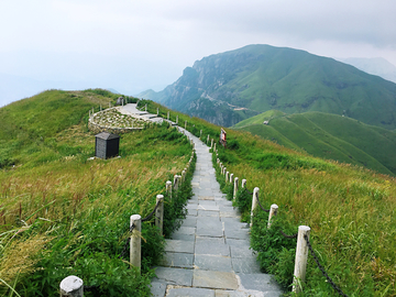 高山草甸