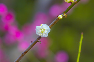 梅花