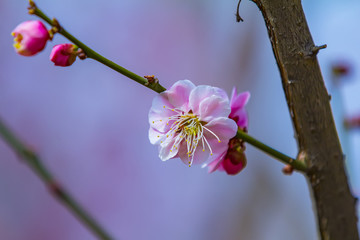 梅花