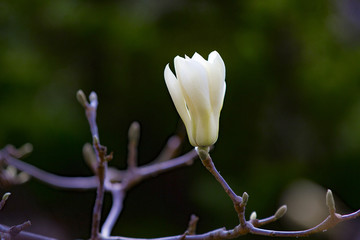 玉兰花