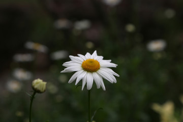 单朵白色菊花