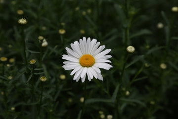 菊科白花