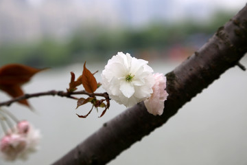 浪漫粉色樱花