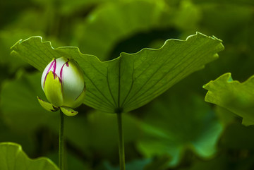 荷花