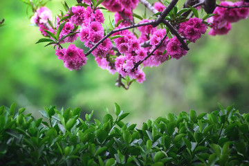 梅花植物