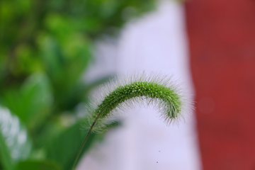 狗尾草