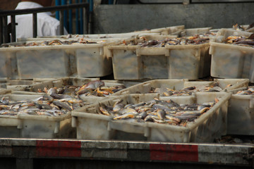 石浦渔港码头捕捞鱼类