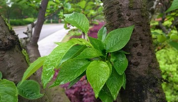 樱花树叶