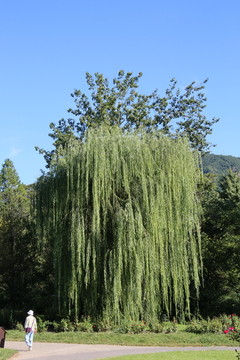 北京植物园大柳树