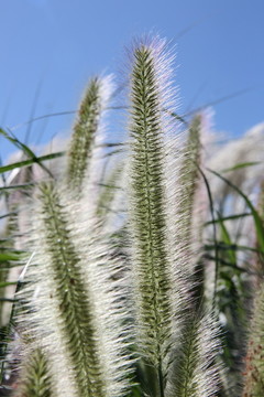 逆光拍摄狗尾草草丛