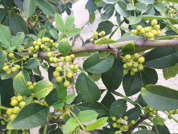 花椒树