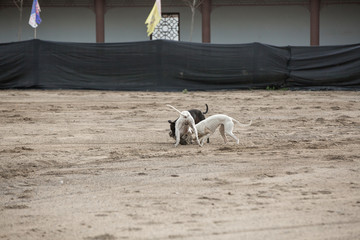 猎犬