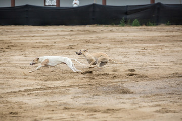 猎犬