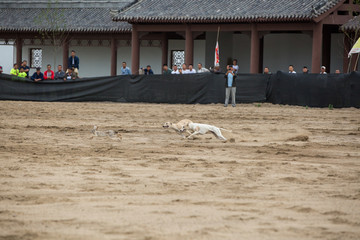 猎犬