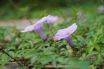 牵牛花