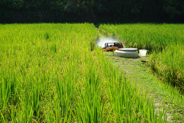水稻田灌溉
