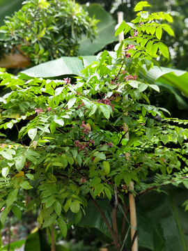 杨桃开花