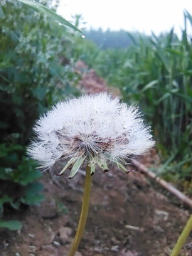 晨露下的蒲公英