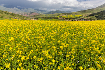 中国青海祁连山油菜花海