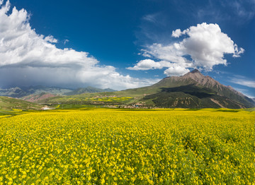 中国青海祁连山油菜花海