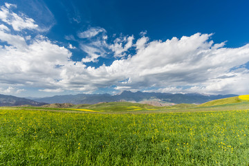 中国青海祁连山油菜花海