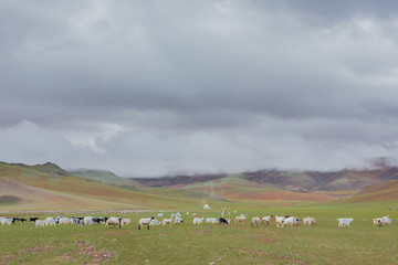 西藏阿里高原牧场放牧牛羊