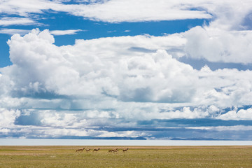 西藏阿里蓝天白云神山圣湖藏羚羊