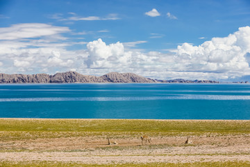 西藏阿里蓝天白云神山圣湖藏羚羊
