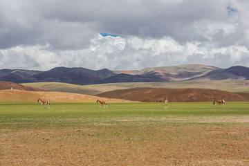 西藏阿里蓝天白云高山原野藏野驴