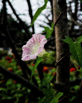 牵牛花